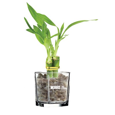 3 Shoots of 6" Lucky Bamboo in 3" Glass Vase